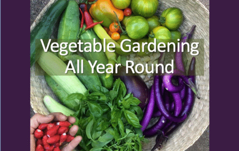 basket of vegetables and herbs